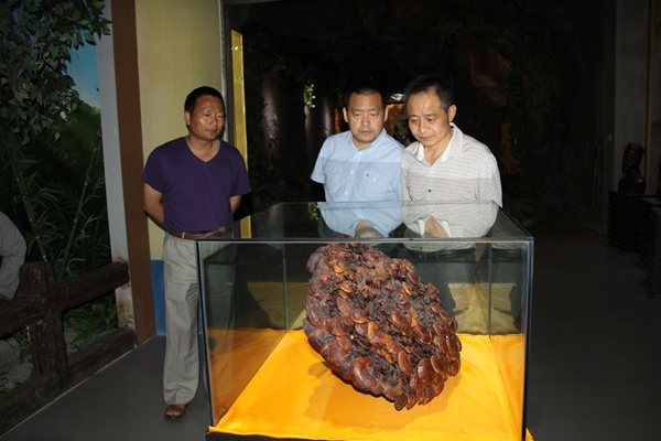 杭州亞運(yùn)會(huì)官方靈芝產(chǎn)品供應(yīng)商|杭州亞運(yùn)會(huì)官方供應(yīng)商|中國(guó)靈芝十大品牌|仙客來(lái)靈芝|仙客來(lái)靈芝破壁孢子粉|仙客來(lái)孢子油|仙客來(lái)靈芝飲片|仙客來(lái)破壁孢子粉|靈芝孢子油|孢子粉|靈芝破壁孢子粉|靈芝|中華老字號(hào) 杭州亞運(yùn)會(huì)官方靈芝產(chǎn)品供應(yīng)商|杭州亞運(yùn)會(huì)官方供應(yīng)商|中國(guó)靈芝十大品牌|仙客來(lái)靈芝|仙客來(lái)靈芝破壁孢子粉|仙客來(lái)孢子油|仙客來(lái)靈芝飲片|仙客來(lái)破壁孢子粉|靈芝孢子油|孢子粉|靈芝破壁孢子粉|靈芝|中華老字號(hào)