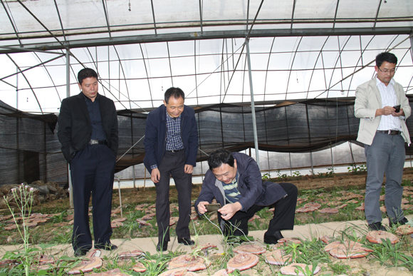 杭州亞運(yùn)會(huì)官方靈芝產(chǎn)品供應(yīng)商|杭州亞運(yùn)會(huì)官方供應(yīng)商|中國靈芝十大品牌|仙客來靈芝|仙客來靈芝破壁孢子粉|仙客來孢子油|仙客來靈芝飲片|仙客來破壁孢子粉|靈芝孢子油|孢子粉|靈芝破壁孢子粉|靈芝|中華老字號(hào) 杭州亞運(yùn)會(huì)官方靈芝產(chǎn)品供應(yīng)商|杭州亞運(yùn)會(huì)官方供應(yīng)商|中國靈芝十大品牌|仙客來靈芝|仙客來靈芝破壁孢子粉|仙客來孢子油|仙客來靈芝飲片|仙客來破壁孢子粉|靈芝孢子油|孢子粉|靈芝破壁孢子粉|靈芝|中華老字號(hào)