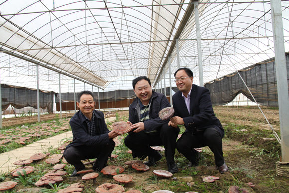 杭州亞運(yùn)會(huì)官方靈芝產(chǎn)品供應(yīng)商|杭州亞運(yùn)會(huì)官方供應(yīng)商|中國靈芝十大品牌|仙客來靈芝|仙客來靈芝破壁孢子粉|仙客來孢子油|仙客來靈芝飲片|仙客來破壁孢子粉|靈芝孢子油|孢子粉|靈芝破壁孢子粉|靈芝|中華老字號(hào) 杭州亞運(yùn)會(huì)官方靈芝產(chǎn)品供應(yīng)商|杭州亞運(yùn)會(huì)官方供應(yīng)商|中國靈芝十大品牌|仙客來靈芝|仙客來靈芝破壁孢子粉|仙客來孢子油|仙客來靈芝飲片|仙客來破壁孢子粉|靈芝孢子油|孢子粉|靈芝破壁孢子粉|靈芝|中華老字號(hào)