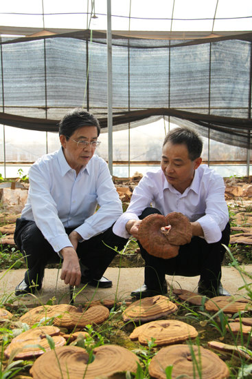 杭州亞運會官方靈芝產(chǎn)品供應商|杭州亞運會官方供應商|中國靈芝十大品牌|仙客來靈芝|仙客來靈芝破壁孢子粉|仙客來孢子油|仙客來靈芝飲片|仙客來破壁孢子粉|靈芝孢子油|孢子粉|靈芝破壁孢子粉|靈芝|中華老字號