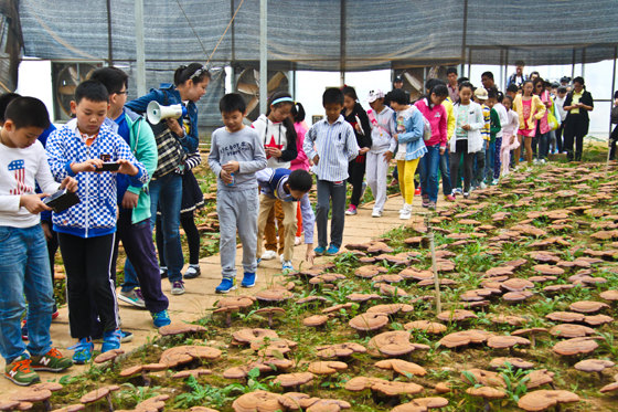 杭州亞運(yùn)會(huì)官方靈芝產(chǎn)品供應(yīng)商|杭州亞運(yùn)會(huì)官方供應(yīng)商|中國(guó)靈芝十大品牌|仙客來(lái)靈芝|仙客來(lái)靈芝破壁孢子粉|仙客來(lái)孢子油|仙客來(lái)靈芝飲片|仙客來(lái)破壁孢子粉|靈芝孢子油|孢子粉|靈芝破壁孢子粉|靈芝|中華老字號(hào) 杭州亞運(yùn)會(huì)官方靈芝產(chǎn)品供應(yīng)商|杭州亞運(yùn)會(huì)官方供應(yīng)商|中國(guó)靈芝十大品牌|仙客來(lái)靈芝|仙客來(lái)靈芝破壁孢子粉|仙客來(lái)孢子油|仙客來(lái)靈芝飲片|仙客來(lái)破壁孢子粉|靈芝孢子油|孢子粉|靈芝破壁孢子粉|靈芝|中華老字號(hào)