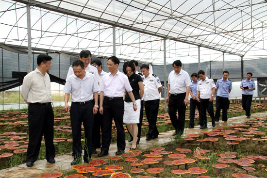 杭州亞運(yùn)會(huì)官方靈芝產(chǎn)品供應(yīng)商|杭州亞運(yùn)會(huì)官方供應(yīng)商|中國靈芝十大品牌|仙客來靈芝|仙客來靈芝破壁孢子粉|仙客來孢子油|仙客來靈芝飲片|仙客來破壁孢子粉|靈芝孢子油|孢子粉|靈芝破壁孢子粉|靈芝|中華老字號(hào)