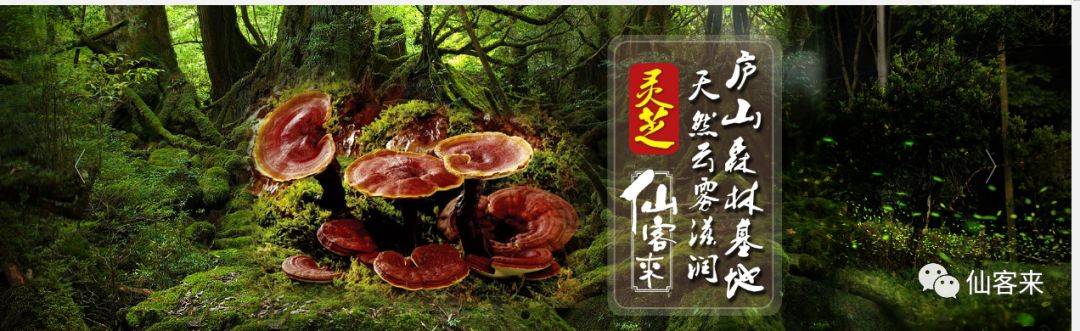 杭州亞運會官方靈芝產(chǎn)品供應(yīng)商|杭州亞運會官方供應(yīng)商|中國靈芝十大品牌|仙客來靈芝|仙客來靈芝破壁孢子粉|仙客來孢子油|仙客來靈芝飲片|仙客來破壁孢子粉|靈芝孢子油|孢子粉|靈芝破壁孢子粉|靈芝|中華老字號