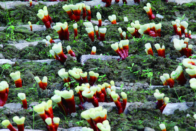 靈芝出芽期 靈芝出芽期