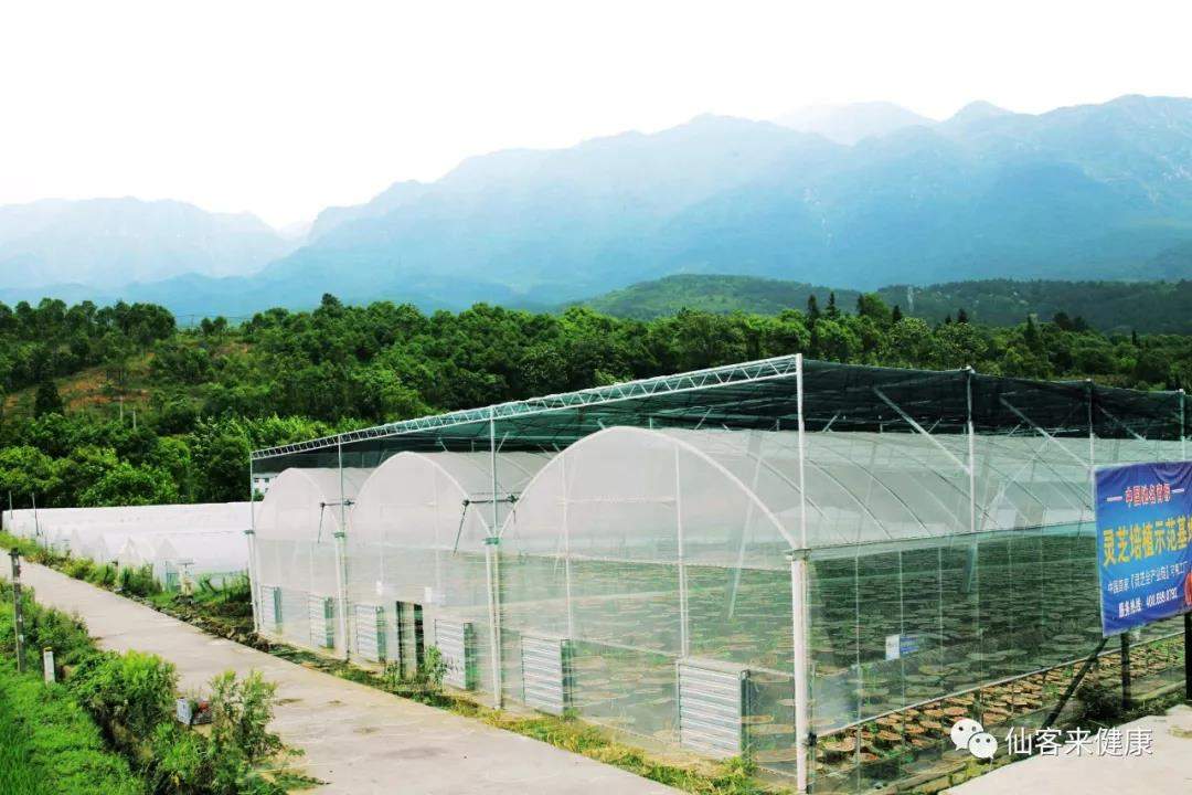 中國靈芝十大品牌|仙客來靈芝|仙客來靈芝破壁孢子粉|仙客來孢子油|仙客來靈芝飲片|仙客來破壁孢子粉|仙客來靈芝中藥飲片|馳名商標|m.aimlin.com| 中國靈芝十大品牌|仙客來靈芝|仙客來靈芝破壁孢子粉|仙客來孢子油|仙客來靈芝飲片|仙客來破壁孢子粉|仙客來靈芝中藥飲片|馳名商標|m.aimlin.com|