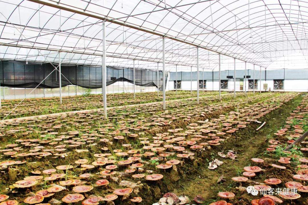 中國靈芝十大品牌|仙客來靈芝|仙客來靈芝破壁孢子粉|仙客來孢子油|仙客來靈芝飲片|仙客來破壁孢子粉|仙客來靈芝中藥飲片|馳名商標|m.aimlin.com| 中國靈芝十大品牌|仙客來靈芝|仙客來靈芝破壁孢子粉|仙客來孢子油|仙客來靈芝飲片|仙客來破壁孢子粉|仙客來靈芝中藥飲片|馳名商標|m.aimlin.com|