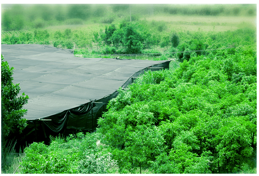 中國靈芝十大品牌|仙客來靈芝|仙客來靈芝破壁孢子粉|仙客來孢子油|仙客來靈芝飲片|仙客來破壁孢子粉|仙客來靈芝中藥飲片|馳名商標(biāo)|m.aimlin.com| 中國靈芝十大品牌|仙客來靈芝|仙客來靈芝破壁孢子粉|仙客來孢子油|仙客來靈芝飲片|仙客來破壁孢子粉|仙客來靈芝中藥飲片|馳名商標(biāo)|m.aimlin.com|