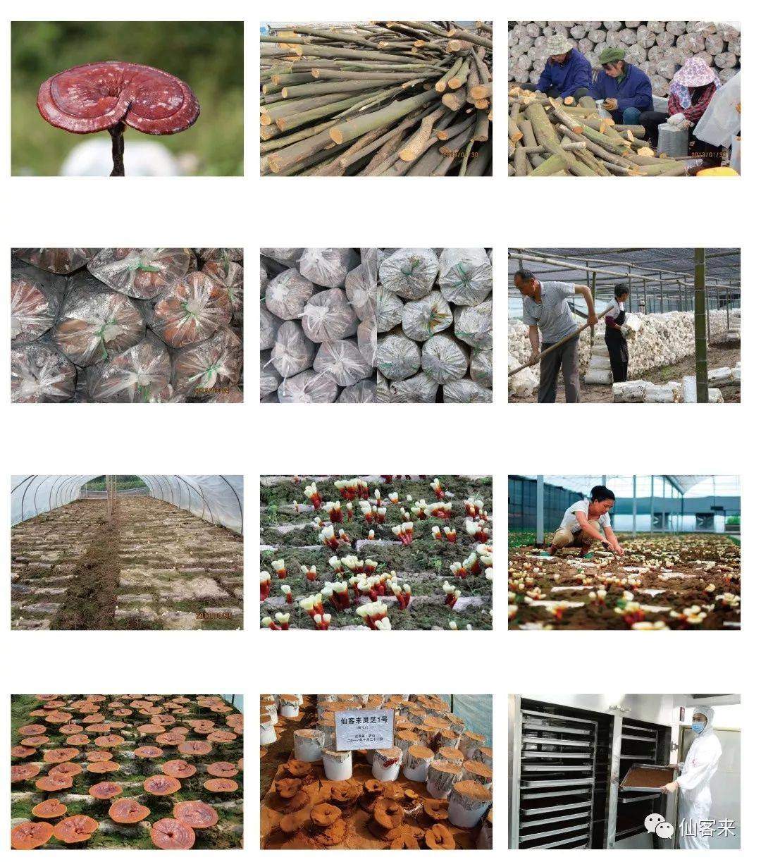 中國(guó)靈芝十大品牌|仙客來(lái)靈芝|仙客來(lái)靈芝破壁孢子粉|仙客來(lái)孢子油|仙客來(lái)靈芝飲片|仙客來(lái)破壁孢子粉|仙客來(lái)靈芝中藥飲片|馳名商標(biāo)|m.aimlin.com| 中國(guó)靈芝十大品牌|仙客來(lái)靈芝|仙客來(lái)靈芝破壁孢子粉|仙客來(lái)孢子油|仙客來(lái)靈芝飲片|仙客來(lái)破壁孢子粉|仙客來(lái)靈芝中藥飲片|馳名商標(biāo)|m.aimlin.com|