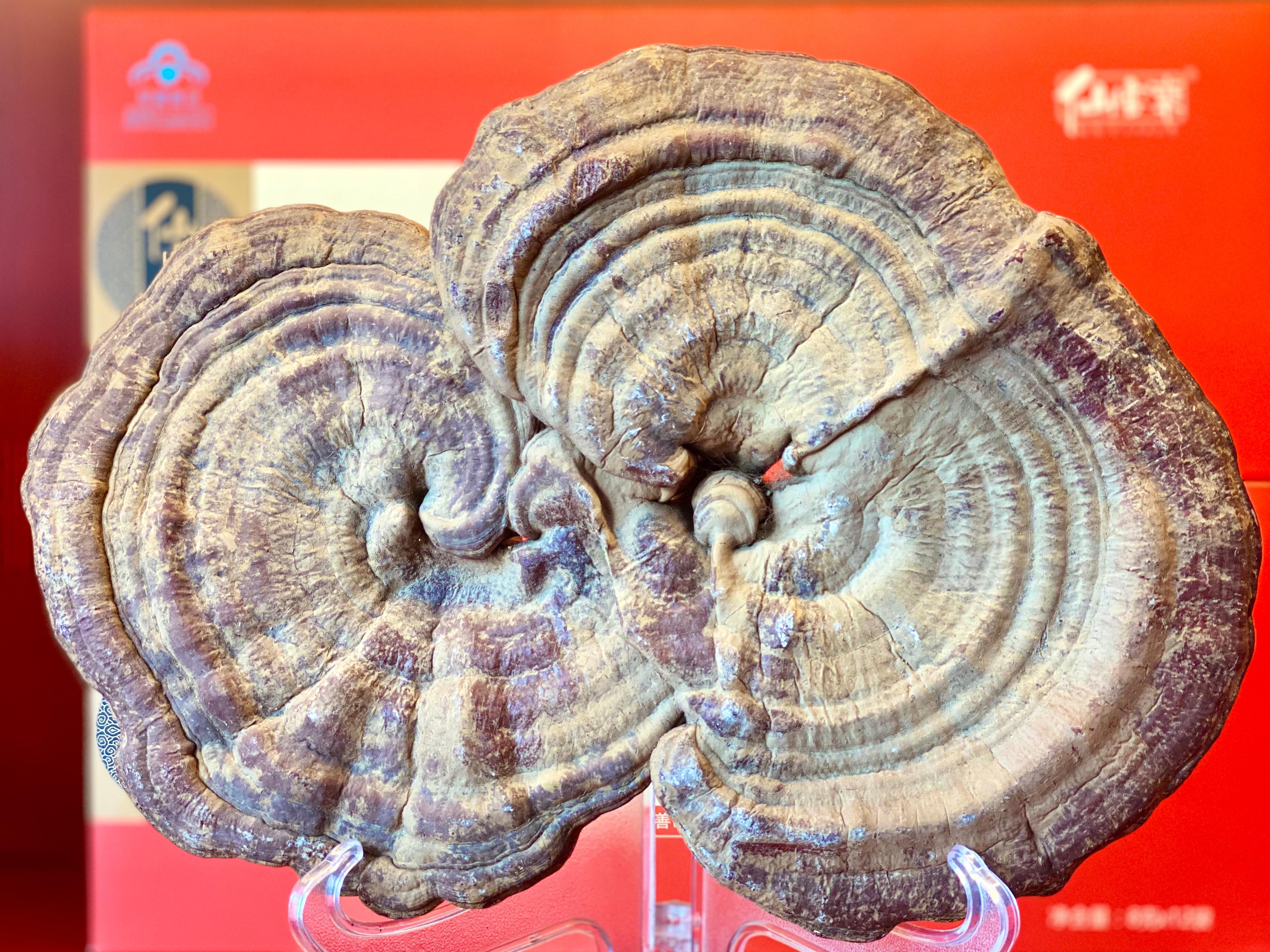 杭州亞運會官方靈芝產(chǎn)品供應商|杭州亞運會官方供應商|中國靈芝十大品牌|仙客來靈芝|仙客來靈芝破壁孢子粉|仙客來孢子油|仙客來靈芝飲片|仙客來破壁孢子粉|靈芝孢子油|孢子粉|靈芝破壁孢子粉|靈芝|中華老字號 杭州亞運會官方靈芝產(chǎn)品供應商|杭州亞運會官方供應商|中國靈芝十大品牌|仙客來靈芝|仙客來靈芝破壁孢子粉|仙客來孢子油|仙客來靈芝飲片|仙客來破壁孢子粉|靈芝孢子油|孢子粉|靈芝破壁孢子粉|靈芝|中華老字號