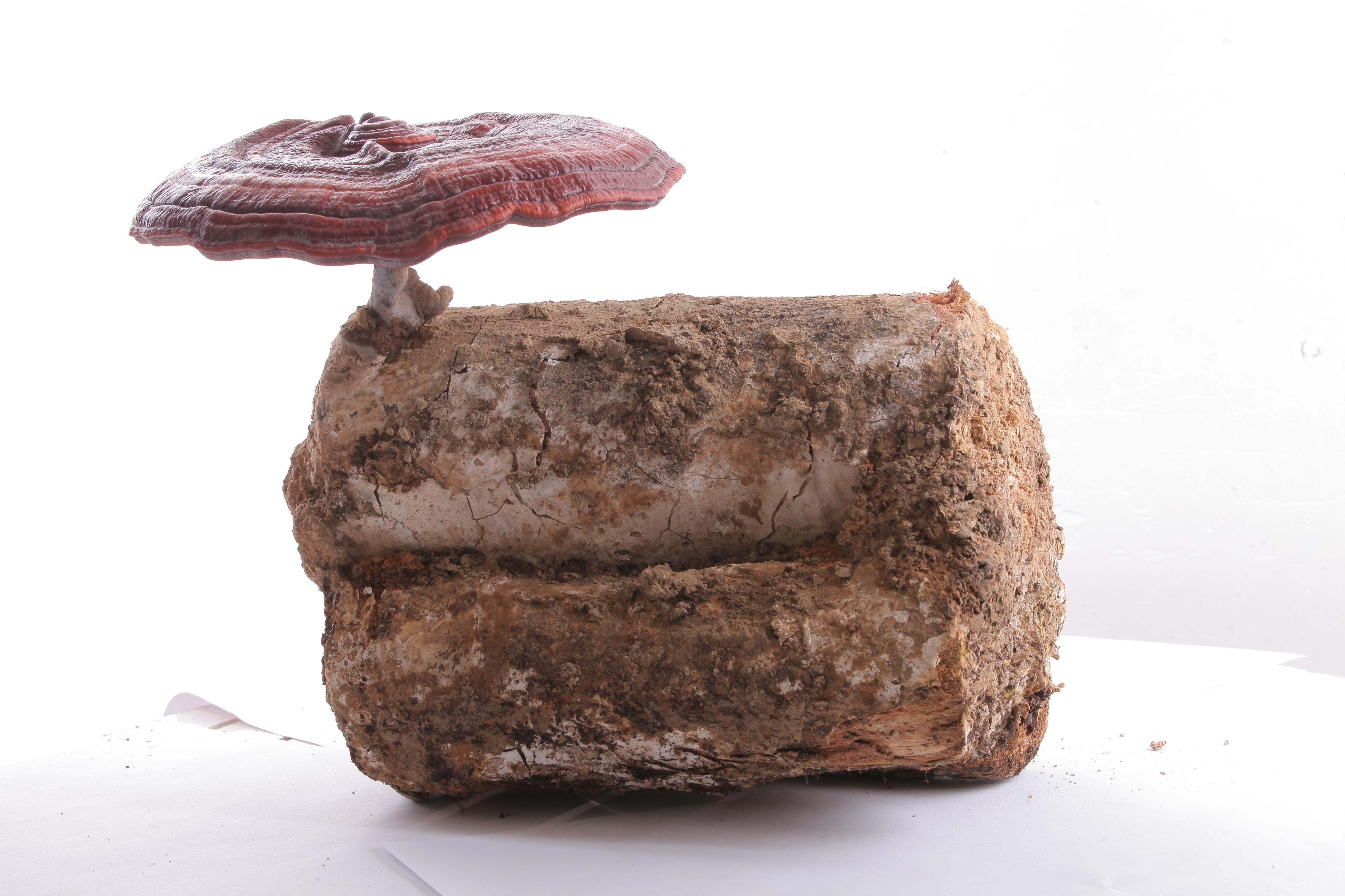 杭州亞運會官方靈芝產(chǎn)品供應商|杭州亞運會官方供應商|中國靈芝十大品牌|仙客來靈芝|仙客來靈芝破壁孢子粉|仙客來孢子油|仙客來靈芝飲片|仙客來破壁孢子粉|靈芝孢子油|孢子粉|靈芝破壁孢子粉|靈芝|中華老字號 杭州亞運會官方靈芝產(chǎn)品供應商|杭州亞運會官方供應商|中國靈芝十大品牌|仙客來靈芝|仙客來靈芝破壁孢子粉|仙客來孢子油|仙客來靈芝飲片|仙客來破壁孢子粉|靈芝孢子油|孢子粉|靈芝破壁孢子粉|靈芝|中華老字號