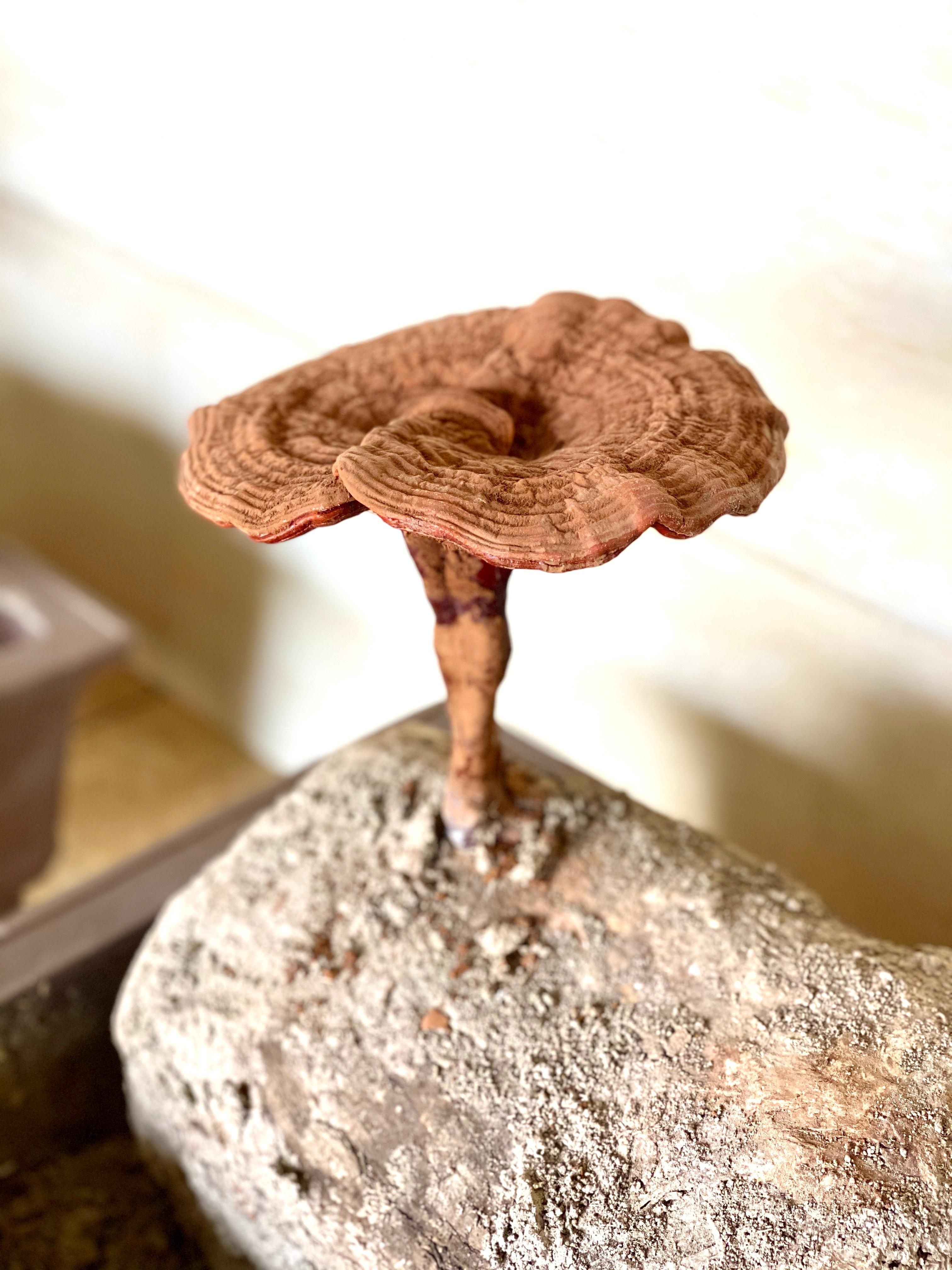 杭州亞運會官方靈芝產(chǎn)品供應商|杭州亞運會官方供應商|中國靈芝十大品牌|仙客來靈芝|仙客來靈芝破壁孢子粉|仙客來孢子油|仙客來靈芝飲片|仙客來破壁孢子粉|靈芝孢子油|孢子粉|靈芝破壁孢子粉|靈芝|中華老字號 杭州亞運會官方靈芝產(chǎn)品供應商|杭州亞運會官方供應商|中國靈芝十大品牌|仙客來靈芝|仙客來靈芝破壁孢子粉|仙客來孢子油|仙客來靈芝飲片|仙客來破壁孢子粉|靈芝孢子油|孢子粉|靈芝破壁孢子粉|靈芝|中華老字號