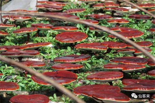 1588922275335865.jpg 536659D807B2B85E48E2009A5136DE01.jpg