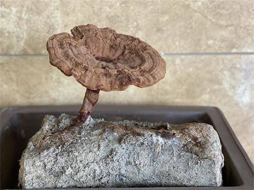 1591685107555537.jpeg IMG_4977.jpeg