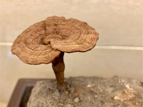 1592991603565757.jpeg IMG_4014.jpeg