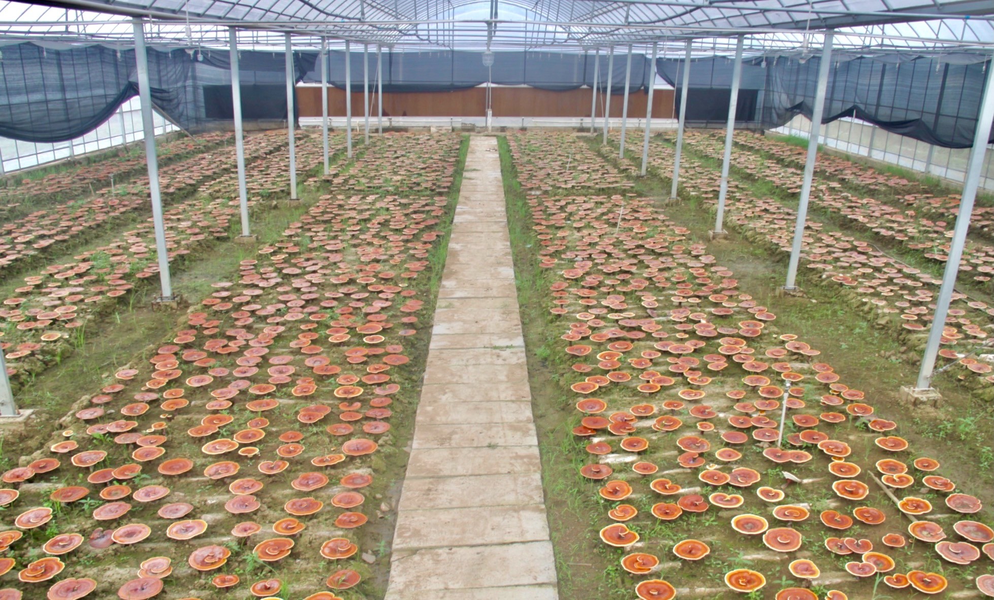 杭州亞運(yùn)會官方靈芝產(chǎn)品供應(yīng)商|杭州亞運(yùn)會官方供應(yīng)商|中國靈芝十大品牌|仙客來靈芝|仙客來靈芝破壁孢子粉|仙客來孢子油|仙客來靈芝飲片|仙客來破壁孢子粉|靈芝孢子油|孢子粉|靈芝破壁孢子粉|靈芝|中華老字號 杭州亞運(yùn)會官方靈芝產(chǎn)品供應(yīng)商|杭州亞運(yùn)會官方供應(yīng)商|中國靈芝十大品牌|仙客來靈芝|仙客來靈芝破壁孢子粉|仙客來孢子油|仙客來靈芝飲片|仙客來破壁孢子粉|靈芝孢子油|孢子粉|靈芝破壁孢子粉|靈芝|中華老字號