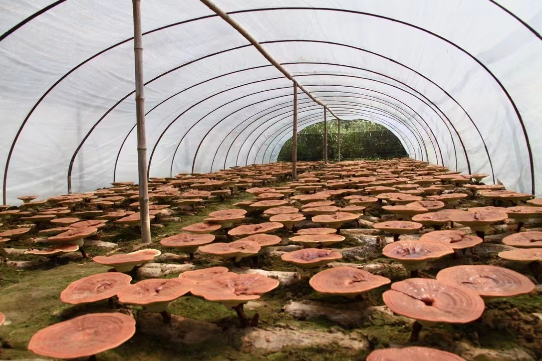 杭州亞運(yùn)會官方靈芝產(chǎn)品供應(yīng)商|杭州亞運(yùn)會官方供應(yīng)商|中國靈芝十大品牌|仙客來靈芝|仙客來靈芝破壁孢子粉|仙客來孢子油|仙客來靈芝飲片|仙客來破壁孢子粉|靈芝孢子油|孢子粉|靈芝破壁孢子粉|靈芝|中華老字號 杭州亞運(yùn)會官方靈芝產(chǎn)品供應(yīng)商|杭州亞運(yùn)會官方供應(yīng)商|中國靈芝十大品牌|仙客來靈芝|仙客來靈芝破壁孢子粉|仙客來孢子油|仙客來靈芝飲片|仙客來破壁孢子粉|靈芝孢子油|孢子粉|靈芝破壁孢子粉|靈芝|中華老字號