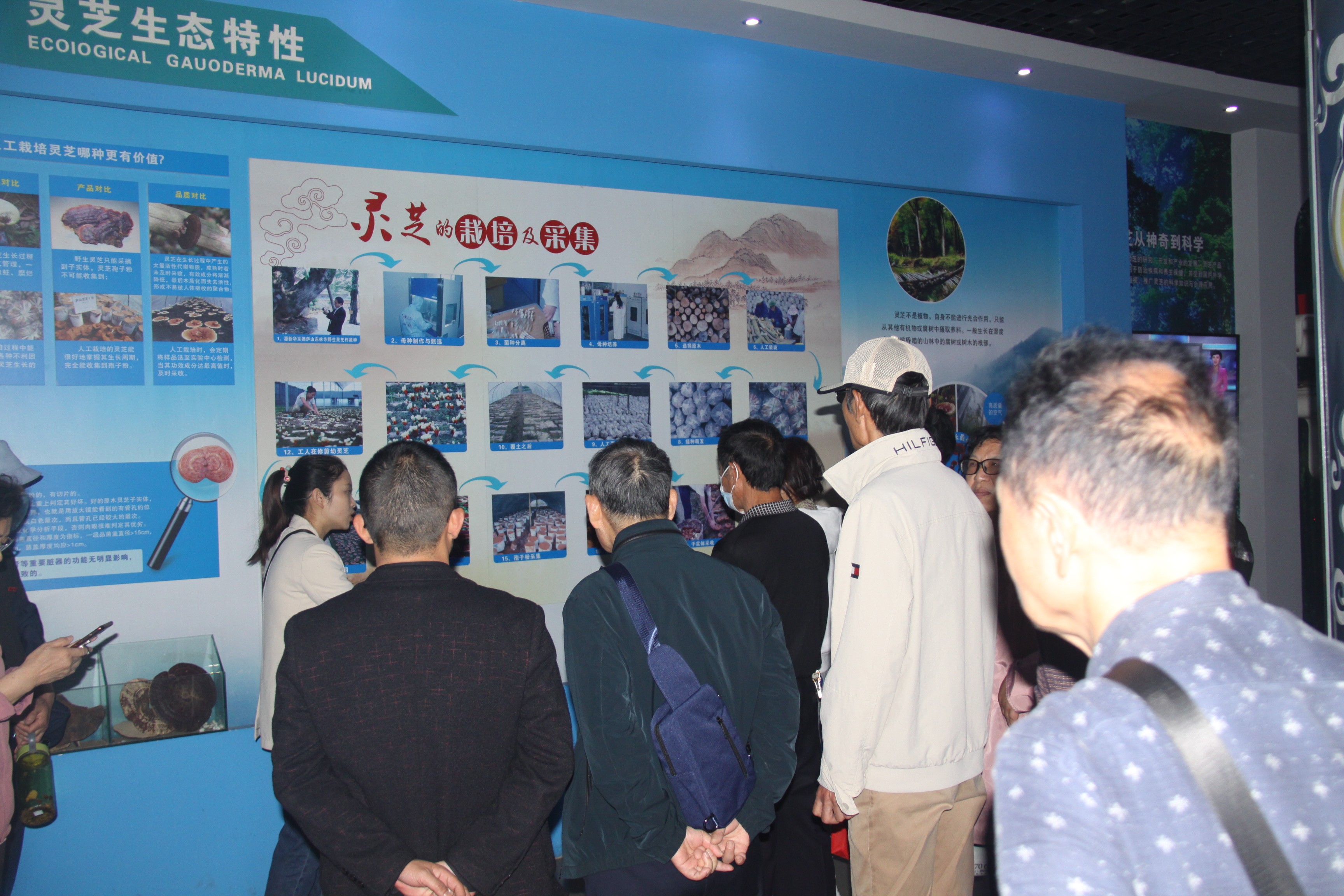 杭州亞運(yùn)會官方靈芝產(chǎn)品供應(yīng)商|杭州亞運(yùn)會官方供應(yīng)商|中國靈芝十大品牌|仙客來靈芝|仙客來靈芝破壁孢子粉|仙客來孢子油|仙客來靈芝飲片|仙客來破壁孢子粉|靈芝孢子油|孢子粉|靈芝破壁孢子粉|靈芝|中華老字號 杭州亞運(yùn)會官方靈芝產(chǎn)品供應(yīng)商|杭州亞運(yùn)會官方供應(yīng)商|中國靈芝十大品牌|仙客來靈芝|仙客來靈芝破壁孢子粉|仙客來孢子油|仙客來靈芝飲片|仙客來破壁孢子粉|靈芝孢子油|孢子粉|靈芝破壁孢子粉|靈芝|中華老字號