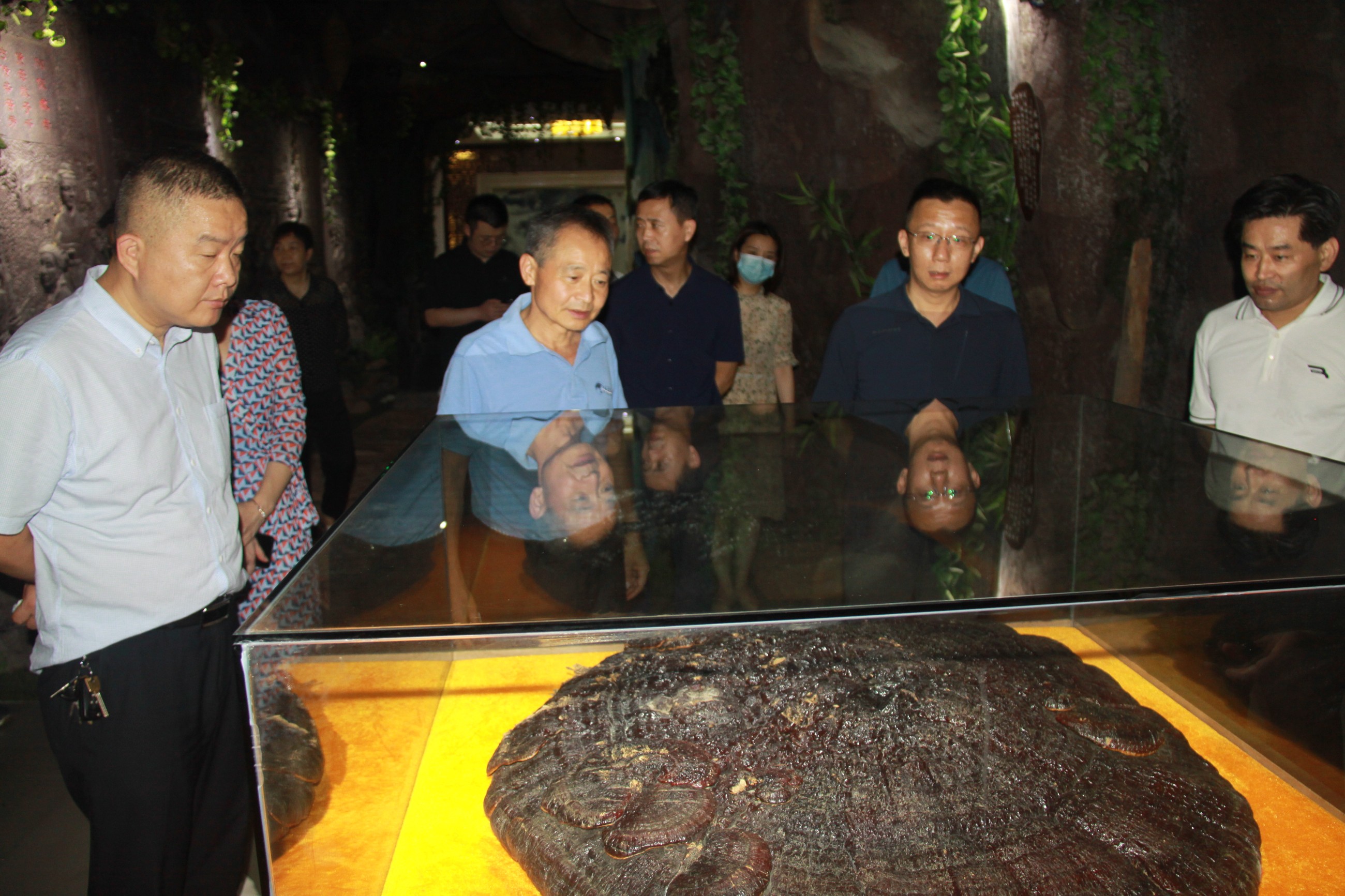 杭州亞運(yùn)會(huì)官方靈芝產(chǎn)品供應(yīng)商|杭州亞運(yùn)會(huì)官方供應(yīng)商|中國靈芝十大品牌|仙客來靈芝|仙客來靈芝破壁孢子粉|仙客來孢子油|仙客來靈芝飲片|仙客來破壁孢子粉|靈芝孢子油|孢子粉|靈芝破壁孢子粉|靈芝|中華老字號 杭州亞運(yùn)會(huì)官方靈芝產(chǎn)品供應(yīng)商|杭州亞運(yùn)會(huì)官方供應(yīng)商|中國靈芝十大品牌|仙客來靈芝|仙客來靈芝破壁孢子粉|仙客來孢子油|仙客來靈芝飲片|仙客來破壁孢子粉|靈芝孢子油|孢子粉|靈芝破壁孢子粉|靈芝|中華老字號