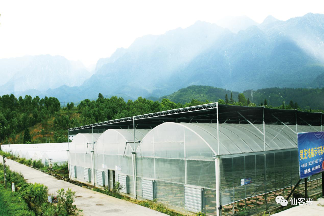 杭州亞運(yùn)會(huì)官方靈芝產(chǎn)品供應(yīng)商|杭州亞運(yùn)會(huì)官方供應(yīng)商|中國(guó)靈芝十大品牌|仙客來(lái)靈芝|仙客來(lái)靈芝破壁孢子粉|仙客來(lái)孢子油|仙客來(lái)靈芝飲片|仙客來(lái)破壁孢子粉|靈芝孢子油|孢子粉|靈芝破壁孢子粉|靈芝|中華老字號(hào) 杭州亞運(yùn)會(huì)官方靈芝產(chǎn)品供應(yīng)商|杭州亞運(yùn)會(huì)官方供應(yīng)商|中國(guó)靈芝十大品牌|仙客來(lái)靈芝|仙客來(lái)靈芝破壁孢子粉|仙客來(lái)孢子油|仙客來(lái)靈芝飲片|仙客來(lái)破壁孢子粉|靈芝孢子油|孢子粉|靈芝破壁孢子粉|靈芝|中華老字號(hào)