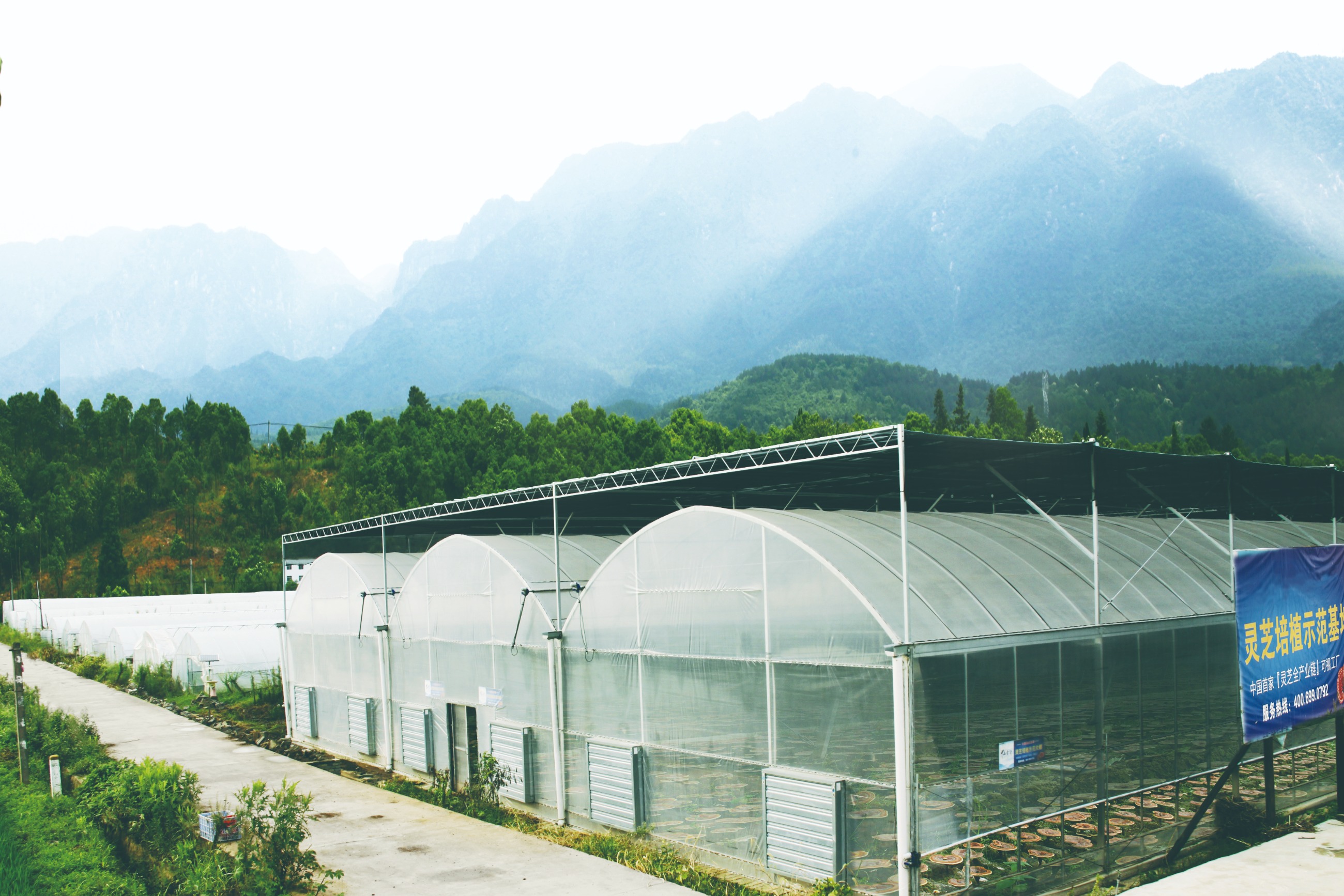 杭州亞運會官方靈芝產(chǎn)品供應(yīng)商|杭州亞運會官方供應(yīng)商|中國靈芝十大品牌|仙客來靈芝|仙客來靈芝破壁孢子粉|仙客來孢子油|仙客來靈芝飲片|仙客來破壁孢子粉|靈芝孢子油|孢子粉|靈芝破壁孢子粉|靈芝|中華老字號 杭州亞運會官方靈芝產(chǎn)品供應(yīng)商|杭州亞運會官方供應(yīng)商|中國靈芝十大品牌|仙客來靈芝|仙客來靈芝破壁孢子粉|仙客來孢子油|仙客來靈芝飲片|仙客來破壁孢子粉|靈芝孢子油|孢子粉|靈芝破壁孢子粉|靈芝|中華老字號