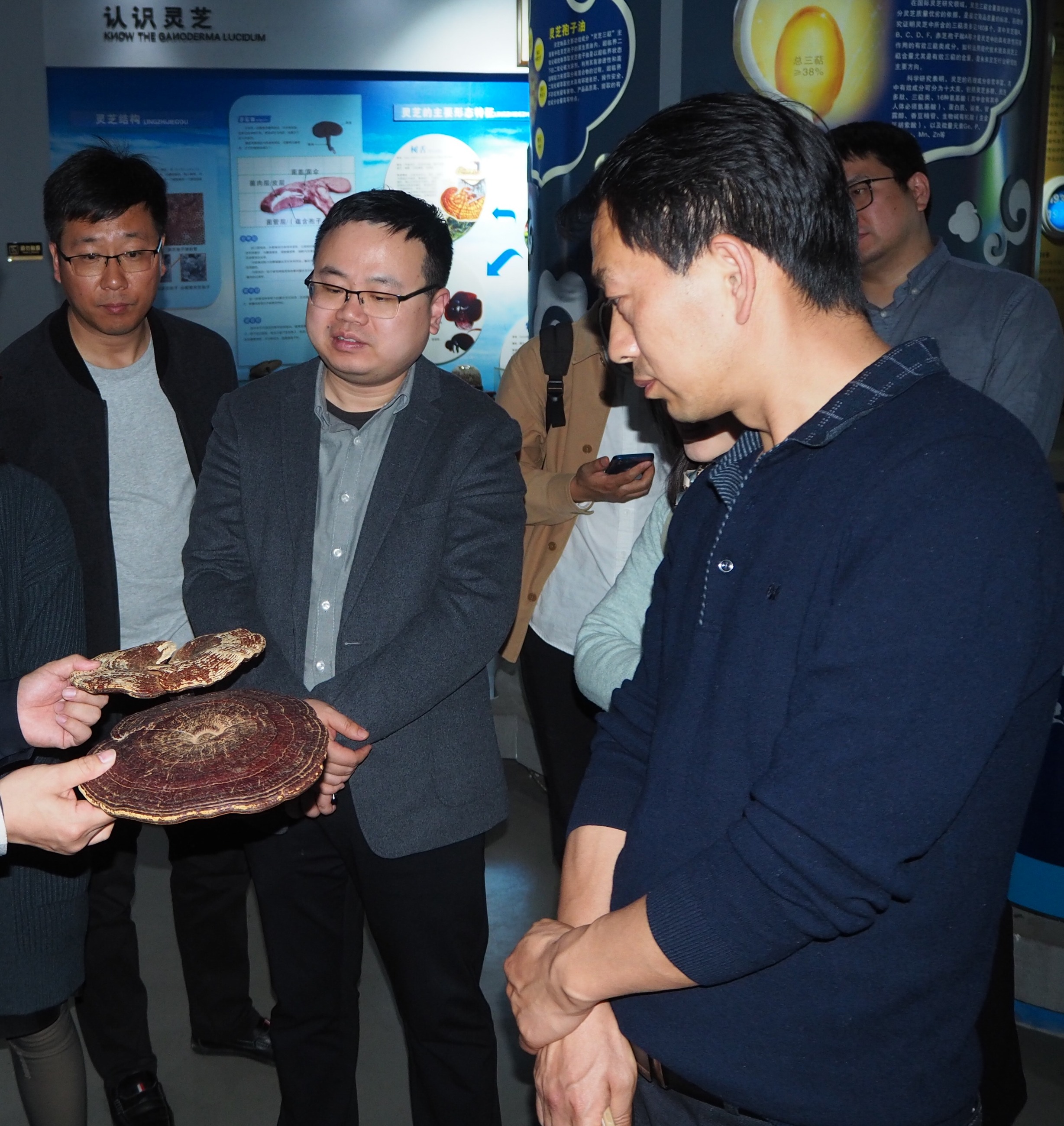 杭州亞運(yùn)會官方靈芝產(chǎn)品供應(yīng)商|杭州亞運(yùn)會官方供應(yīng)商|中國靈芝十大品牌|仙客來靈芝|仙客來靈芝破壁孢子粉|仙客來孢子油|仙客來靈芝飲片|仙客來破壁孢子粉|靈芝孢子油|孢子粉|靈芝破壁孢子粉|靈芝|中華老字號 杭州亞運(yùn)會官方靈芝產(chǎn)品供應(yīng)商|杭州亞運(yùn)會官方供應(yīng)商|中國靈芝十大品牌|仙客來靈芝|仙客來靈芝破壁孢子粉|仙客來孢子油|仙客來靈芝飲片|仙客來破壁孢子粉|靈芝孢子油|孢子粉|靈芝破壁孢子粉|靈芝|中華老字號