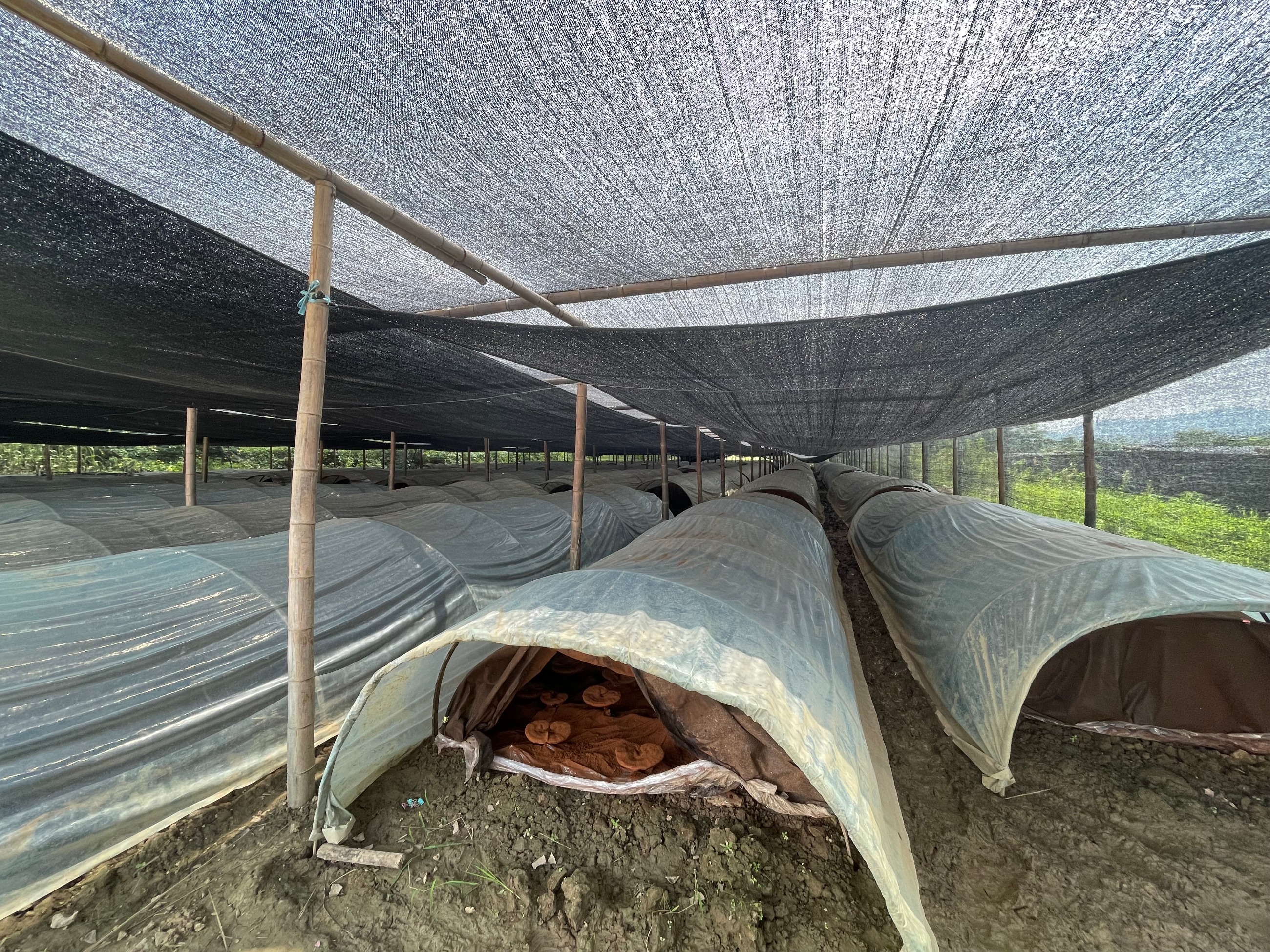 杭州亞運(yùn)會(huì)官方靈芝產(chǎn)品供應(yīng)商|杭州亞運(yùn)會(huì)官方供應(yīng)商|中國靈芝十大品牌|仙客來靈芝|仙客來靈芝破壁孢子粉|仙客來孢子油|仙客來靈芝飲片|仙客來破壁孢子粉|靈芝孢子油|孢子粉|靈芝破壁孢子粉|靈芝|中華老字號(hào) 杭州亞運(yùn)會(huì)官方靈芝產(chǎn)品供應(yīng)商|杭州亞運(yùn)會(huì)官方供應(yīng)商|中國靈芝十大品牌|仙客來靈芝|仙客來靈芝破壁孢子粉|仙客來孢子油|仙客來靈芝飲片|仙客來破壁孢子粉|靈芝孢子油|孢子粉|靈芝破壁孢子粉|靈芝|中華老字號(hào)