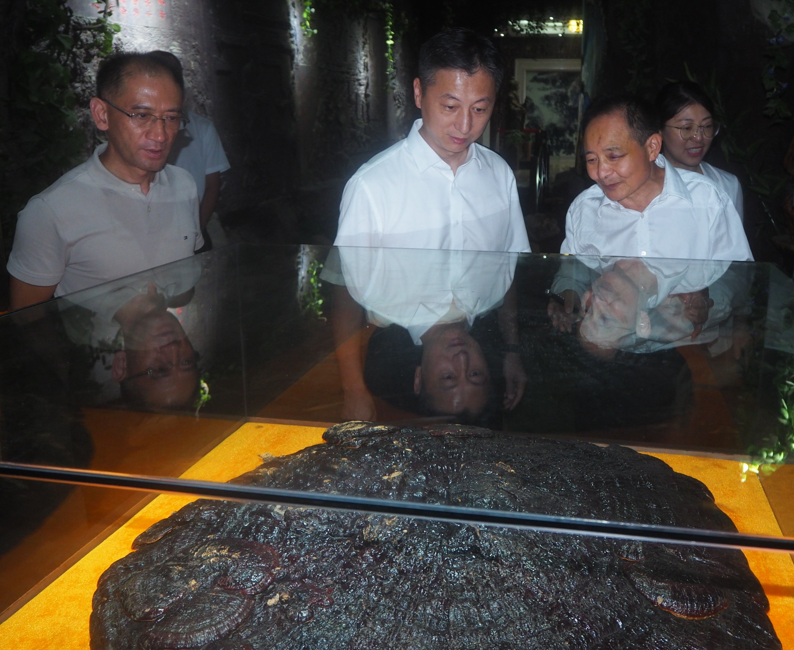 杭州亞運會官方靈芝產(chǎn)品供應(yīng)商|杭州亞運會官方供應(yīng)商|中國靈芝十大品牌|仙客來靈芝|仙客來靈芝破壁孢子粉|仙客來孢子油|仙客來靈芝飲片|仙客來破壁孢子粉|靈芝孢子油|孢子粉|靈芝破壁孢子粉|靈芝|中華老字號 杭州亞運會官方靈芝產(chǎn)品供應(yīng)商|杭州亞運會官方供應(yīng)商|中國靈芝十大品牌|仙客來靈芝|仙客來靈芝破壁孢子粉|仙客來孢子油|仙客來靈芝飲片|仙客來破壁孢子粉|靈芝孢子油|孢子粉|靈芝破壁孢子粉|靈芝|中華老字號