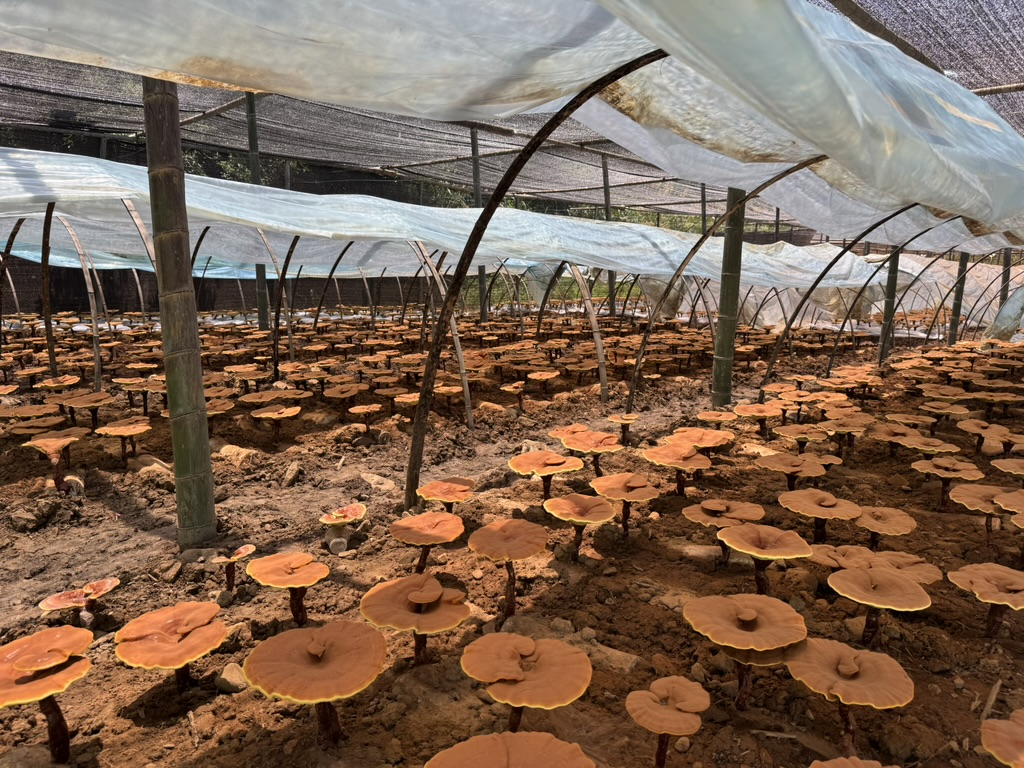 杭州亞運會官方靈芝產品供應商|杭州亞運會官方供應商|中國靈芝十大品牌|仙客來靈芝|仙客來靈芝破壁孢子粉|仙客來孢子油|仙客來靈芝飲片|仙客來破壁孢子粉|靈芝孢子油|孢子粉|靈芝破壁孢子粉|靈芝|中華老字號 杭州亞運會官方靈芝產品供應商|杭州亞運會官方供應商|中國靈芝十大品牌|仙客來靈芝|仙客來靈芝破壁孢子粉|仙客來孢子油|仙客來靈芝飲片|仙客來破壁孢子粉|靈芝孢子油|孢子粉|靈芝破壁孢子粉|靈芝|中華老字號