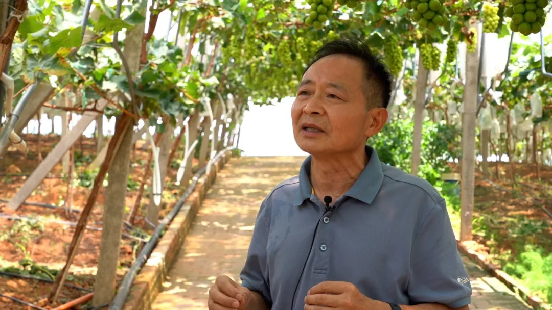 杭州亞運(yùn)會(huì)官方靈芝產(chǎn)品供應(yīng)商|杭州亞運(yùn)會(huì)官方供應(yīng)商|中國靈芝十大品牌|仙客來靈芝|仙客來靈芝破壁孢子粉|仙客來孢子油|仙客來靈芝飲片|仙客來破壁孢子粉|靈芝孢子油|孢子粉|靈芝破壁孢子粉|靈芝|中華老字號(hào) 杭州亞運(yùn)會(huì)官方靈芝產(chǎn)品供應(yīng)商|杭州亞運(yùn)會(huì)官方供應(yīng)商|中國靈芝十大品牌|仙客來靈芝|仙客來靈芝破壁孢子粉|仙客來孢子油|仙客來靈芝飲片|仙客來破壁孢子粉|靈芝孢子油|孢子粉|靈芝破壁孢子粉|靈芝|中華老字號(hào)