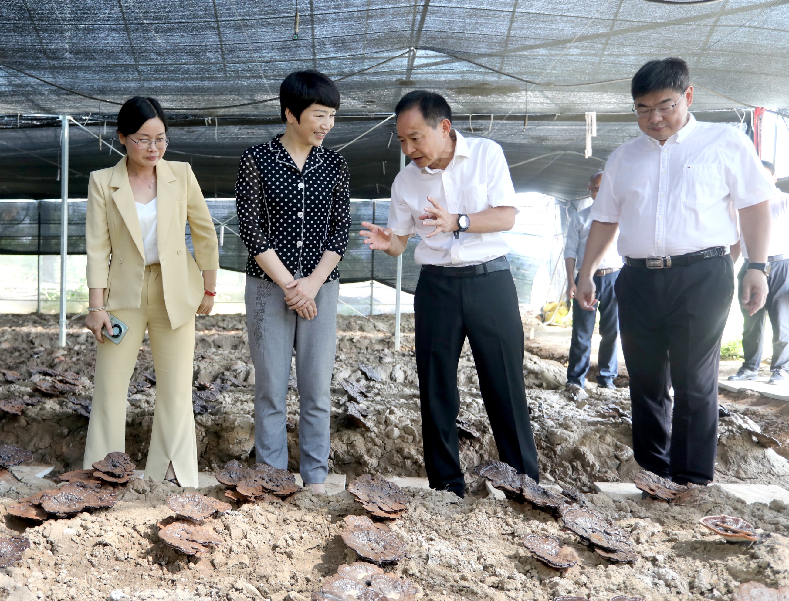 杭州亞運(yùn)會官方靈芝產(chǎn)品供應(yīng)商|杭州亞運(yùn)會官方供應(yīng)商|中國靈芝十大品牌|仙客來靈芝|仙客來靈芝破壁孢子粉|仙客來孢子油|仙客來靈芝飲片|仙客來破壁孢子粉|靈芝孢子油|孢子粉|靈芝破壁孢子粉|靈芝|中華老字號 杭州亞運(yùn)會官方靈芝產(chǎn)品供應(yīng)商|杭州亞運(yùn)會官方供應(yīng)商|中國靈芝十大品牌|仙客來靈芝|仙客來靈芝破壁孢子粉|仙客來孢子油|仙客來靈芝飲片|仙客來破壁孢子粉|靈芝孢子油|孢子粉|靈芝破壁孢子粉|靈芝|中華老字號