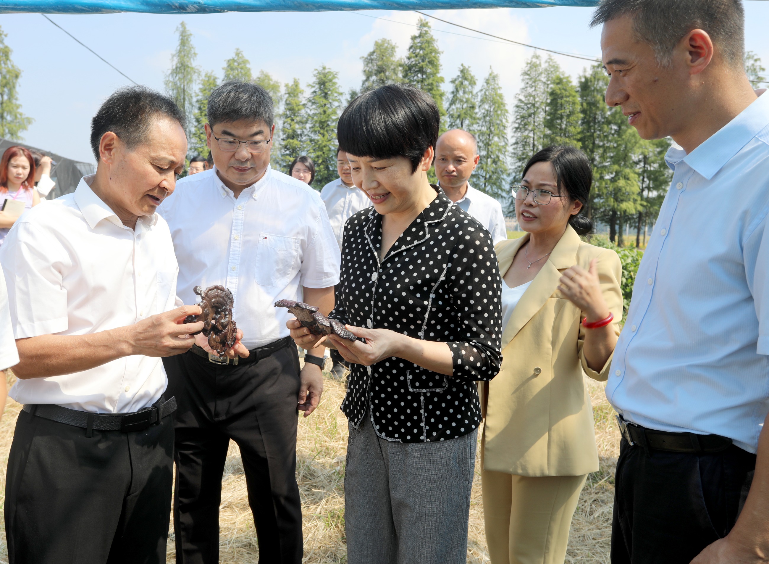 杭州亞運(yùn)會官方靈芝產(chǎn)品供應(yīng)商|杭州亞運(yùn)會官方供應(yīng)商|中國靈芝十大品牌|仙客來靈芝|仙客來靈芝破壁孢子粉|仙客來孢子油|仙客來靈芝飲片|仙客來破壁孢子粉|靈芝孢子油|孢子粉|靈芝破壁孢子粉|靈芝|中華老字號 杭州亞運(yùn)會官方靈芝產(chǎn)品供應(yīng)商|杭州亞運(yùn)會官方供應(yīng)商|中國靈芝十大品牌|仙客來靈芝|仙客來靈芝破壁孢子粉|仙客來孢子油|仙客來靈芝飲片|仙客來破壁孢子粉|靈芝孢子油|孢子粉|靈芝破壁孢子粉|靈芝|中華老字號
