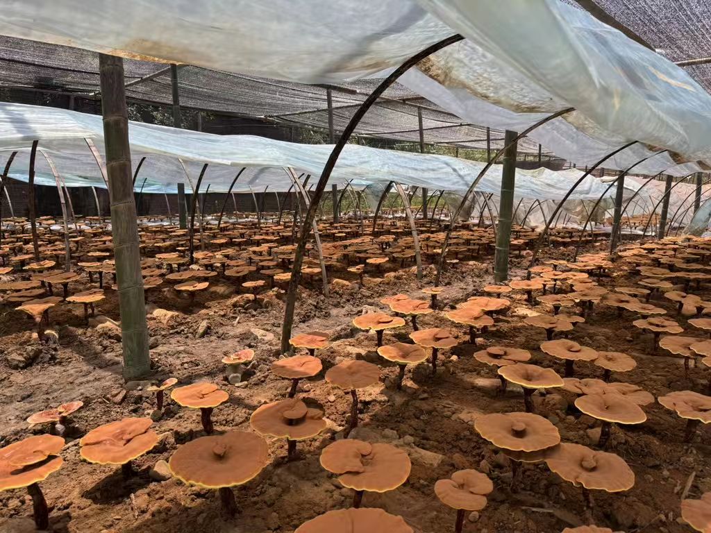 杭州亞運(yùn)會(huì)官方靈芝產(chǎn)品供應(yīng)商|杭州亞運(yùn)會(huì)官方供應(yīng)商|中國靈芝十大品牌|仙客來靈芝|仙客來靈芝破壁孢子粉|仙客來孢子油|仙客來靈芝飲片|仙客來破壁孢子粉|靈芝孢子油|孢子粉|靈芝破壁孢子粉|靈芝|中華老字號(hào)