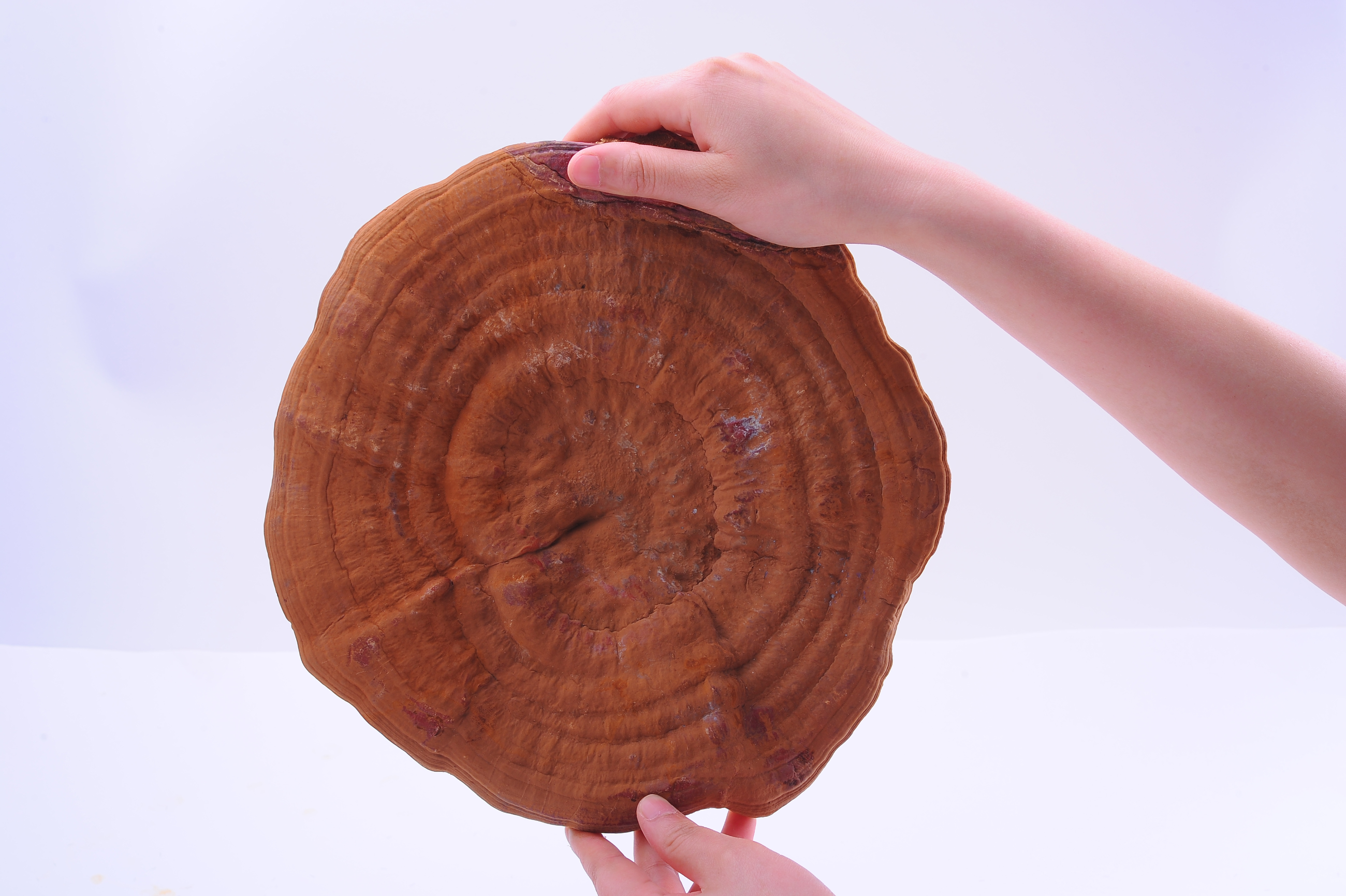 杭州亞運會官方靈芝產品供應商|杭州亞運會官方供應商|中國靈芝十大品牌|仙客來靈芝|仙客來靈芝破壁孢子粉|仙客來孢子油|仙客來靈芝飲片|仙客來破壁孢子粉|靈芝孢子油|孢子粉|靈芝破壁孢子粉|靈芝|中華老字號 杭州亞運會官方靈芝產品供應商|杭州亞運會官方供應商|中國靈芝十大品牌|仙客來靈芝|仙客來靈芝破壁孢子粉|仙客來孢子油|仙客來靈芝飲片|仙客來破壁孢子粉|靈芝孢子油|孢子粉|靈芝破壁孢子粉|靈芝|中華老字號