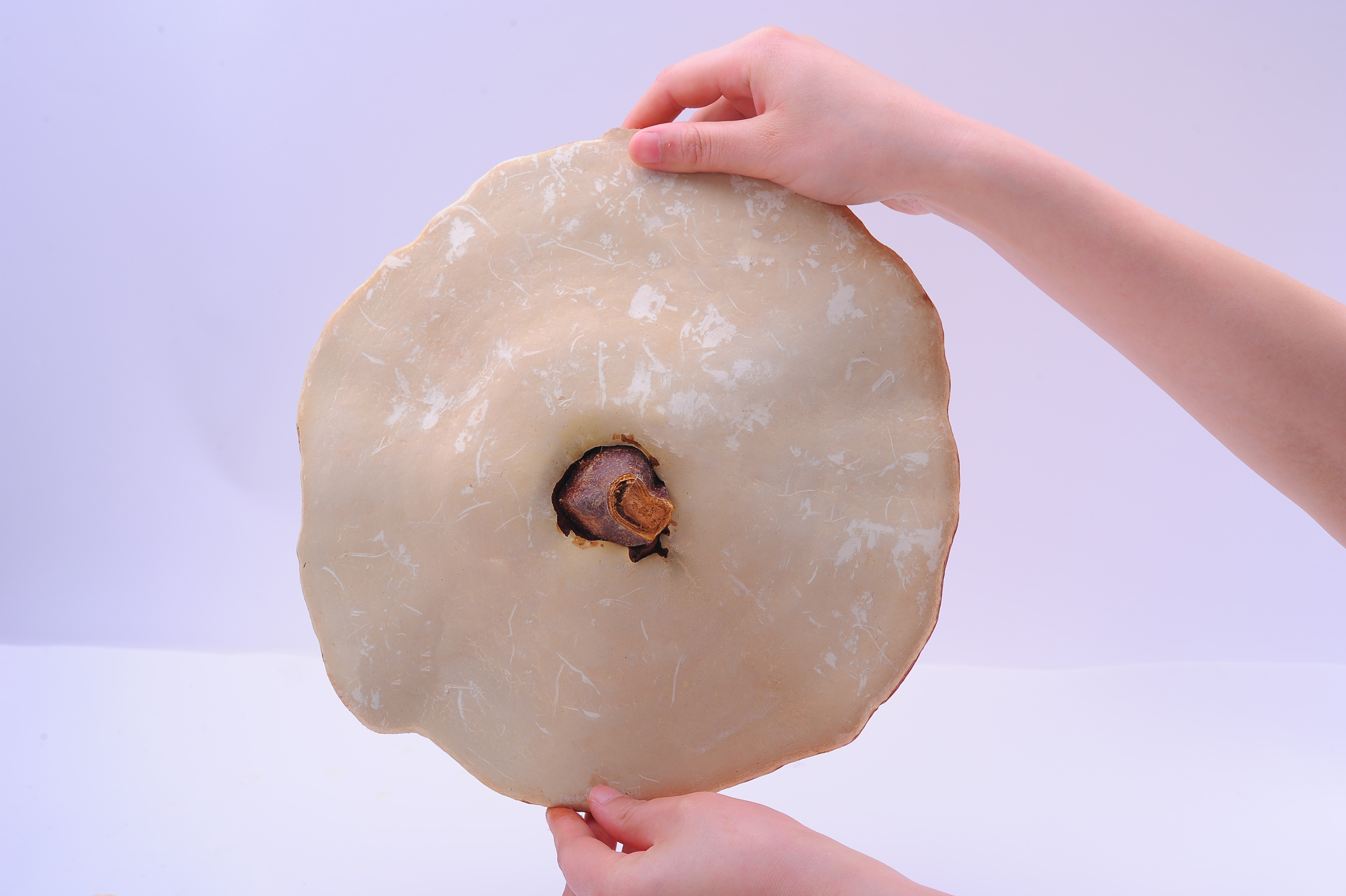 杭州亞運會官方靈芝產品供應商|杭州亞運會官方供應商|中國靈芝十大品牌|仙客來靈芝|仙客來靈芝破壁孢子粉|仙客來孢子油|仙客來靈芝飲片|仙客來破壁孢子粉|靈芝孢子油|孢子粉|靈芝破壁孢子粉|靈芝|中華老字號 杭州亞運會官方靈芝產品供應商|杭州亞運會官方供應商|中國靈芝十大品牌|仙客來靈芝|仙客來靈芝破壁孢子粉|仙客來孢子油|仙客來靈芝飲片|仙客來破壁孢子粉|靈芝孢子油|孢子粉|靈芝破壁孢子粉|靈芝|中華老字號