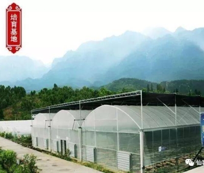 增強免疫力保健食品原料，它排第一