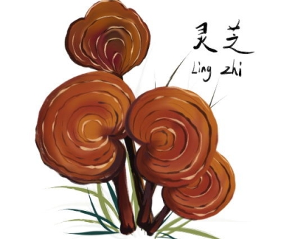 靈芝在古代和現代防治瘟疫中發(fā)揮作用