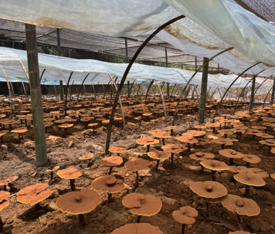 共同見證！首屆靈芝日慶典暨仙客來與北京大學(xué)醫(yī)學(xué)部科研成果發(fā)布會舉行